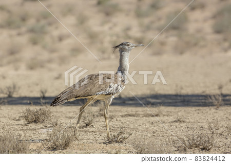 Kori bustard in Kgalagadi transfrontier park, South Africa 83824412