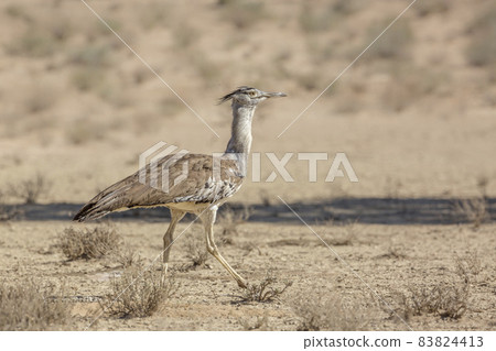 Kori bustard in Kgalagadi transfrontier park, South Africa Kori bustard in Kgalagadi transfrontier park, South Africa 83824413