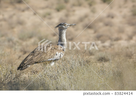 Kori bustard in Kgalagadi transfrontier park, South Africa Kori bustard in Kgalagadi transfrontier park, South Africa 83824414