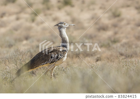 Kori bustard in Kgalagadi transfrontier park, South Africa Kori bustard in Kgalagadi transfrontier park, South Africa 83824415