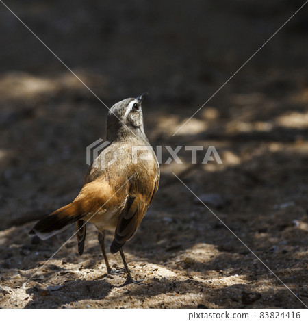 Kalahari Scrub Robinin Kgalagadi transfrontier park, South Africa Kalahari Scrub Robinin Kgalagadi transfrontier park, South Africa 83824416