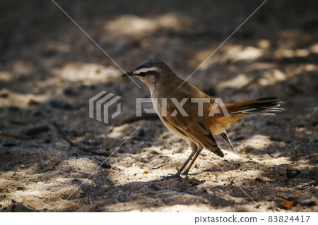 Kalahari Scrub Robin in Kgalagadi transfrontier park, South Africa Kalahari Scrub Robin in Kgalagadi transfrontier park, South Africa 83824417