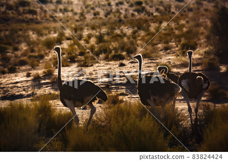 African Ostrich in Kgalagadi transfrontier park, South Africa 83824424