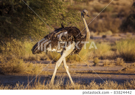 African Ostrich in Kgalagadi transfrontier park, South Africa African Ostrich in Kgalagadi transfrontier park, South Africa 83824442