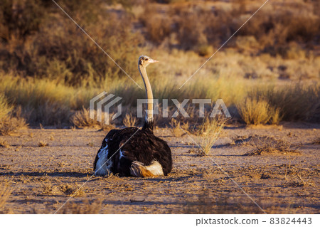 African Ostrich in Kgalagadi transfrontier park, South Africa African Ostrich in Kgalagadi transfrontier park, South Africa 83824443