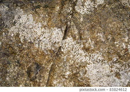 Herbivorous shellfish eating marks Graphic material Herbivorous shellfish eating marks Graphic material 83824612