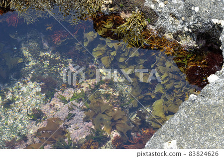 Seaweed in the tide pool 83824626