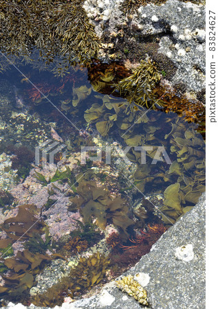 Seaweed in the tide pool 83824627