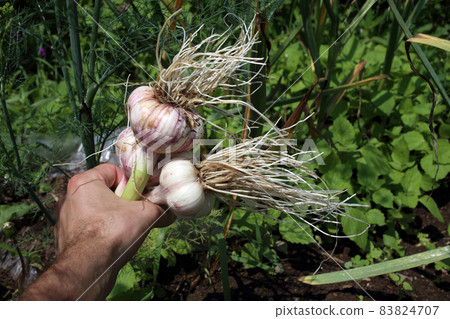 Hand holding garlic. Farm background 83824707