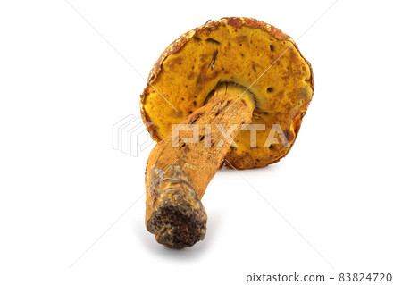 Rugiboletus extremiorientalis mushroom. Far eastern bolete Rugiboletus extremiorientalis mushroom. Far eastern bolete 83824720