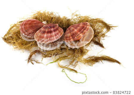 Scallops on alga isolated on white Scallops on alga isolated on white 83824722