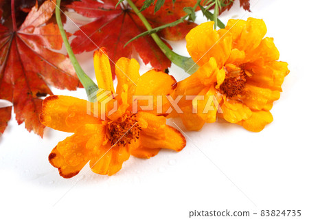 Marigolds on autumn maple leaves Marigolds on autumn maple leaves 83824735