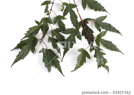 Amur maple (acer ginnala) branch 83825162