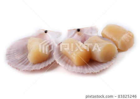 Scallop fillet on shell isolated on white Scallop fillet on shell isolated on white 83825246