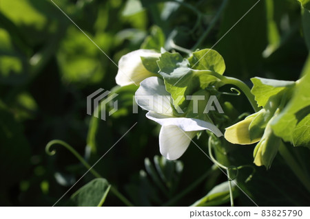 Growing pea. White flowers. Agricultural background 83825790