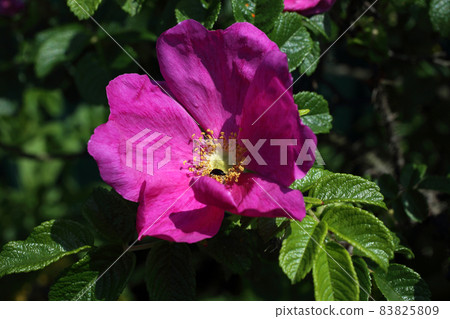 Dog rose flower (Rosa rugosa, beach rose, Japanese rose) Dog rose flower (Rosa rugosa, beach rose, Japanese rose) 83825809