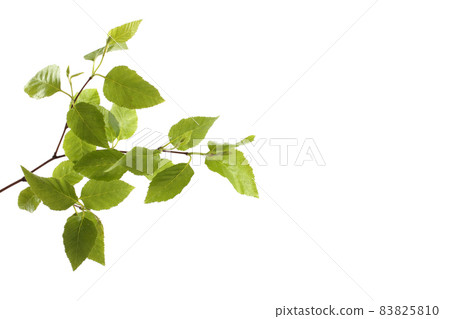 Birch branch with leaves isolated on white 83825810