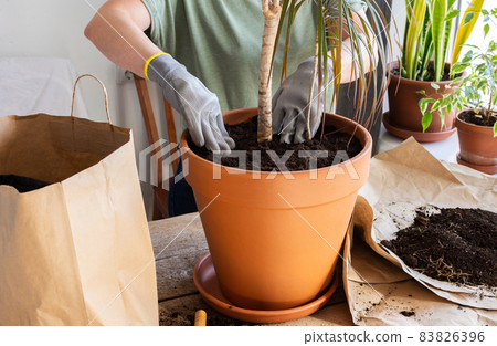 Transplanting an indoor Dracaena flower Transplanting an indoor Dracaena flower 83826396