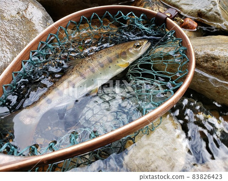Mountain stream fishing yamame trout Mountain stream fishing yamame trout 83826423