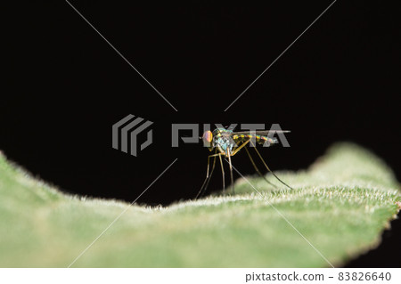 long-legged flies 83826640