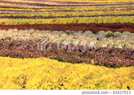 flower garden background 83827013