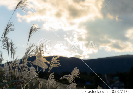 黃昏的天空和蒲葦 83827124