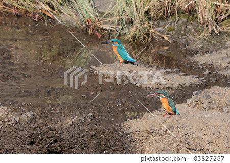 Kingfisher Kingfisher 83827287