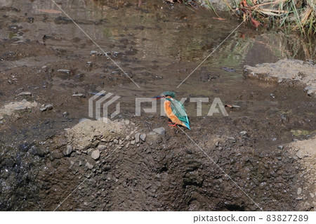 Kingfisher Kingfisher 83827289