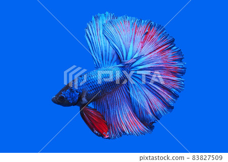 Solid flaring Solid flaring 83827509