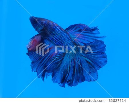 Solid flaring Solid flaring 83827514