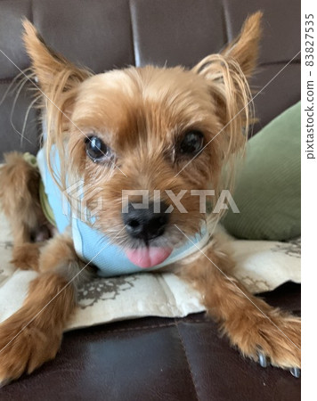 尷尬的約克夏犬 尷尬的約克夏犬 83827535