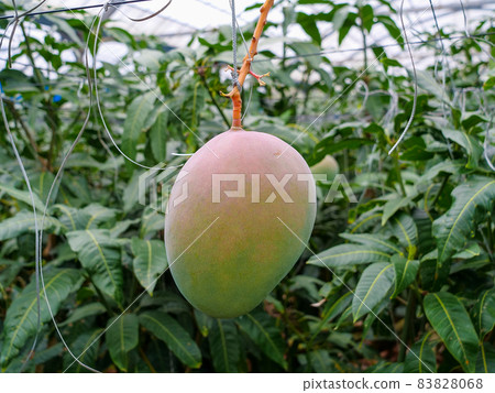 Keats Mango Keats Mango 83828068