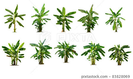 Collection of Isolated banana Trees on white background Collection of Isolated banana Trees on white background 83828069