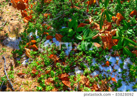 Autumn leaves of Mt. Fuji / Okuniwa Nature Park (Yamanashi Prefecture) 83828092