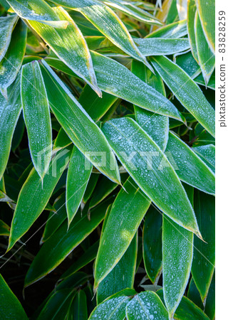 Early morning on a cold day, frosted bamboo strips 83828259
