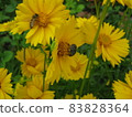 Photo of yellow flowers and a bee in the garden 83828364