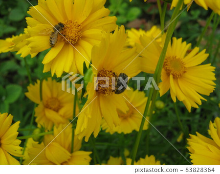 Photo of yellow flowers and a bee in the garden Photo of yellow flowers and a bee in the garden 83828364