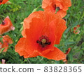 Photo of red poppy flower with petals in a poppy field 83828365