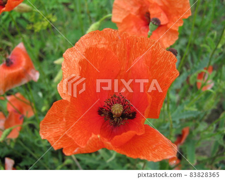 Photo of red poppy flower with petals in a poppy field Photo of red poppy flower with petals in a poppy field 83828365