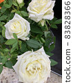 Picture if white rose flowers with green leaves 83828366
