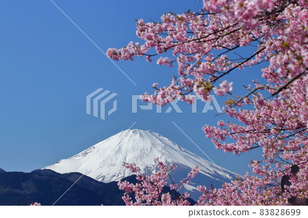 綻放明亮的粉紅色 83828699