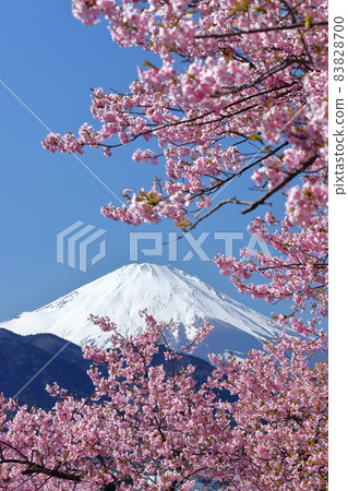 綻放明亮的粉紅色 83828700