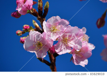 綻放明亮的粉紅色 83829010