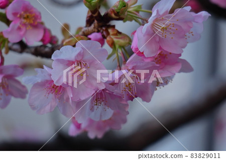 綻放明亮的粉紅色 綻放明亮的粉紅色 83829011