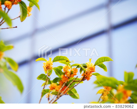 Kanagi 犀 blooming in the city Kanagi 犀 blooming in the city 83829062