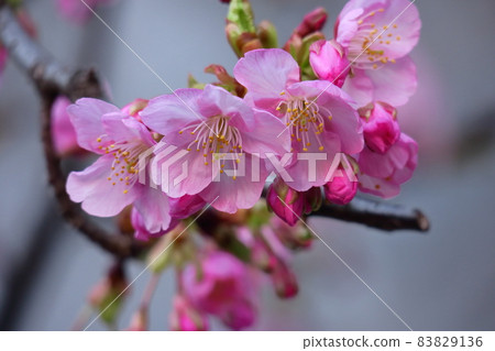 綻放明亮的粉紅色 83829136