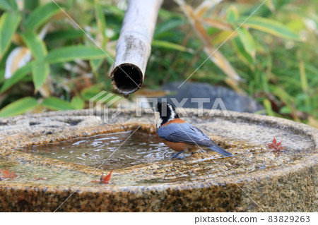 Varied tit who came to drink water 83829263