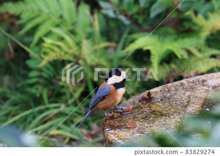 Varied tit who came to drink water 83829274