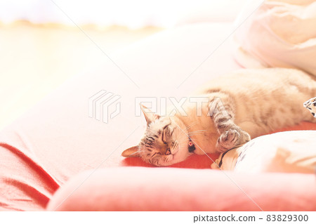 A sleeping child 83829300