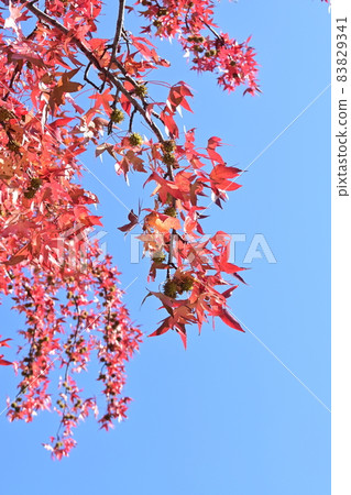 Sweetgum (American sweetgum) and autumn leaves 83829341